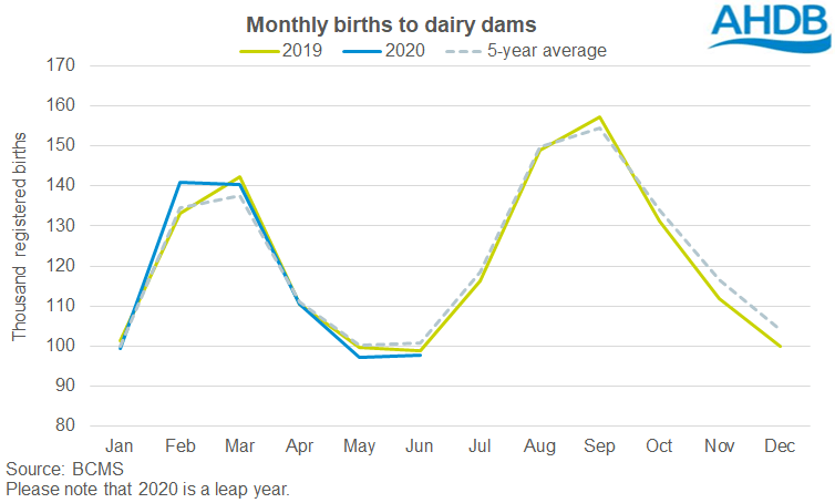 Q2 births to dairy dams drop back as calving windows tighten