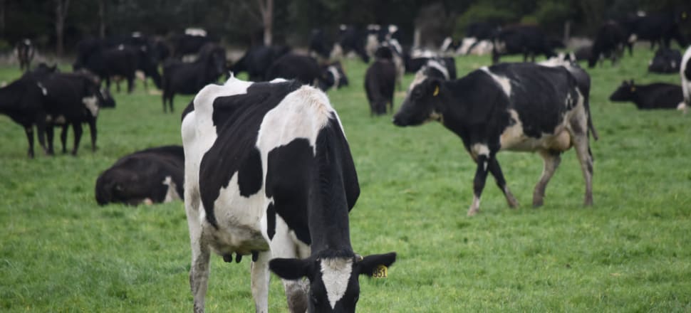 Dairy plan highlights profitability, confidence and unity for industry