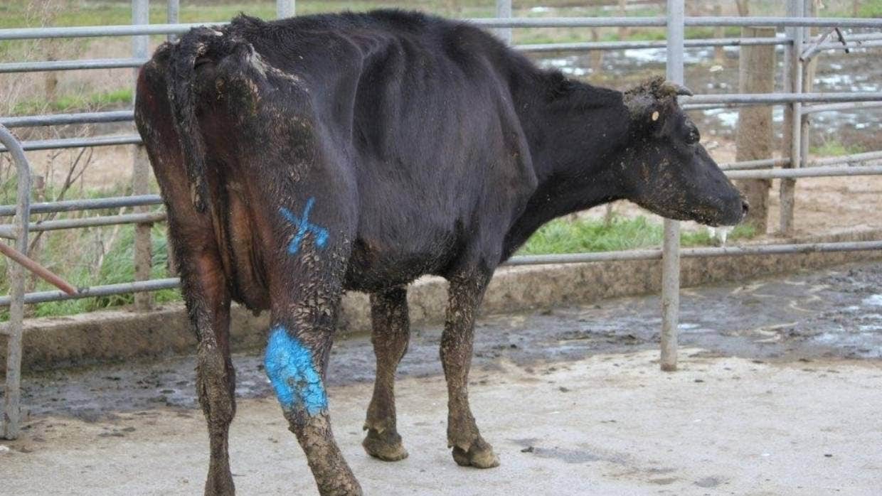 Animal Welfare Complaints Increasing In Dairy Industry