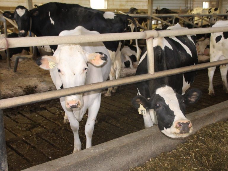 Dairy Farmers of Canada asks Canadian Dairy Commission for advance price adjustment