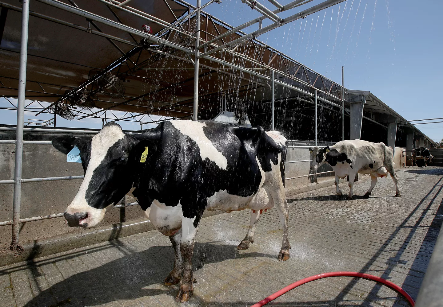 Cows pass through a cooling shower after being milked at Marvo Holsteins dairy farm in Lakeview.