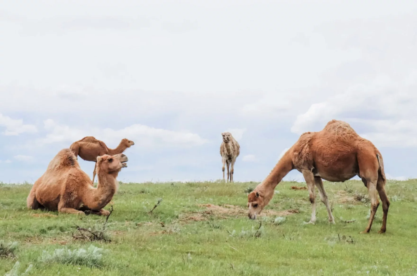 Camel milk from one Missouri farm is making its way to kitchens across the country3