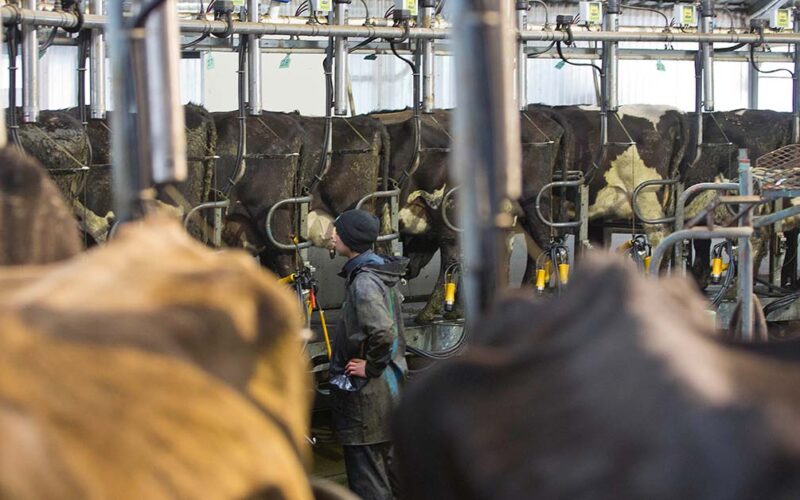 Costs put the squeeze on dairy