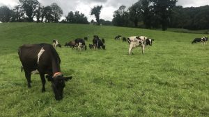 Dairy family farm