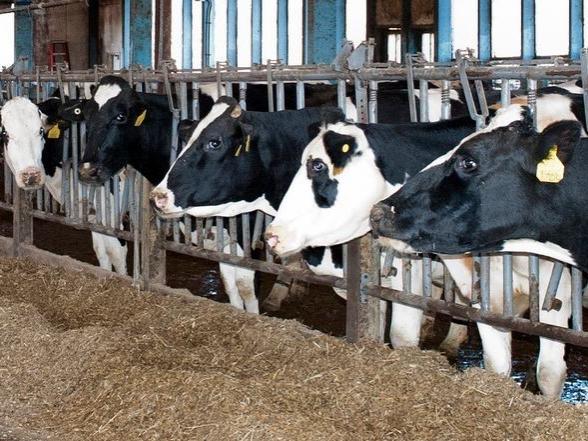 USDA grant given to study effect of cows’ diet on milk fat