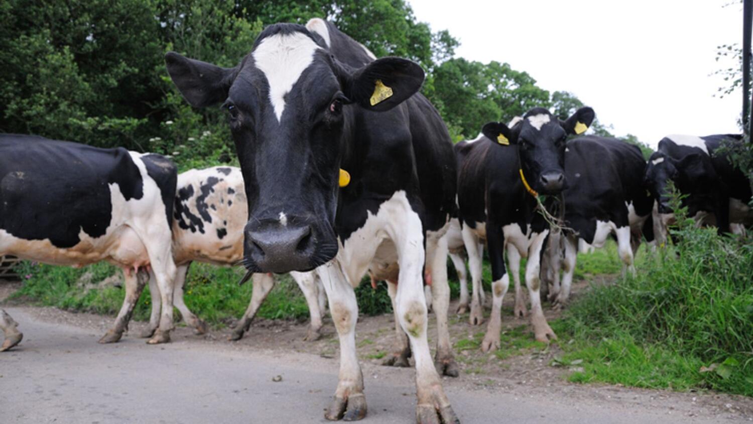 Mayo dairy farmer revenue set to exceed €50 million this year