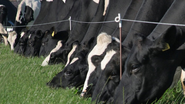 Ag policy in Wales is ‘inhibitive’ to dairy farmers – NFU Cym