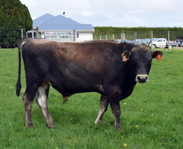 Auction sees record price for bull at sale, twice 1