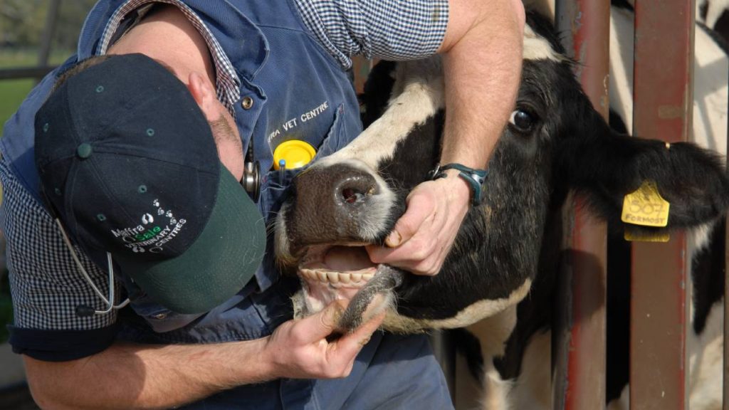 Australian dairy organisations work to manage disease threats