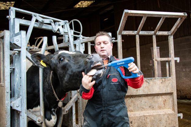 Best way to reduce the risk of ketosis post calving in dairy cows