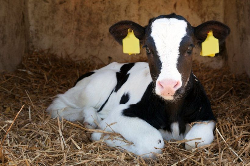 Campaign to put spotlight on dairy calf strategy progress