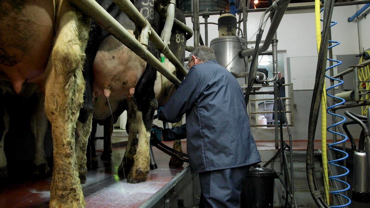 Dairy advice Clipping tails ahead of drying off