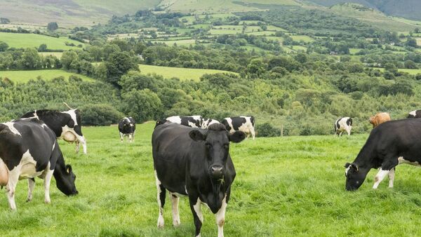 Dairy farmers in a 'panicked situation' ahead of 2023 cow banding