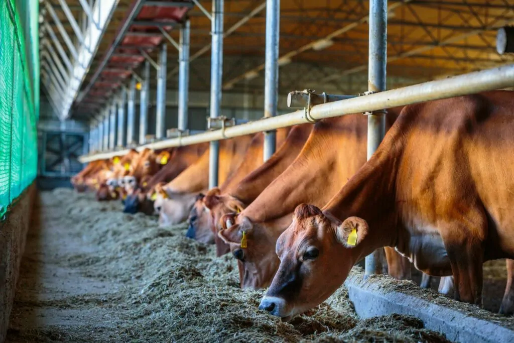 Dairy farmers warned of increased mycotoxin risk this winter