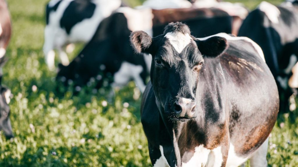 European Milk Board demands energy price caps in dairy sector