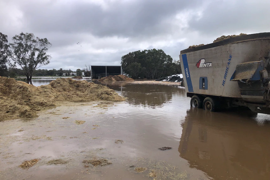 Farmers fear millions of litres of milk will be lost due to Victorian flooding 1
