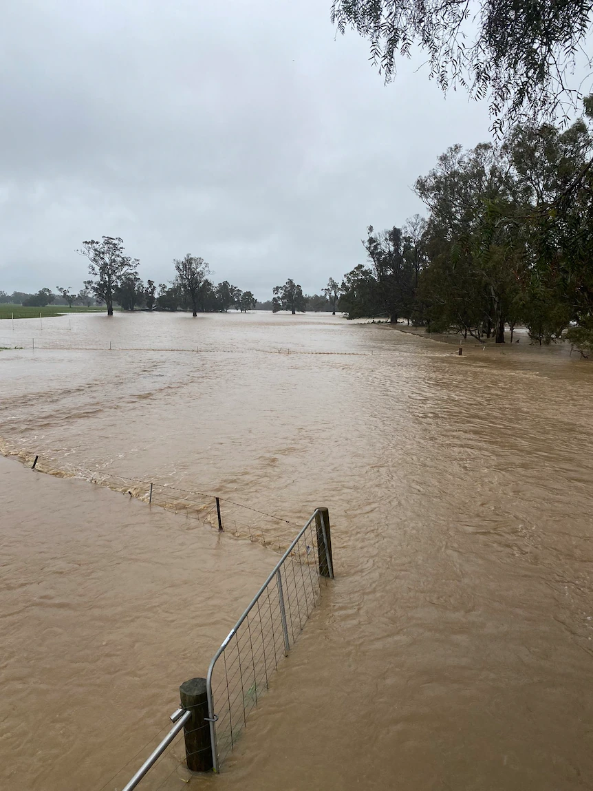 Farmers fear millions of litres of milk will be lost due to Victorian flooding 3