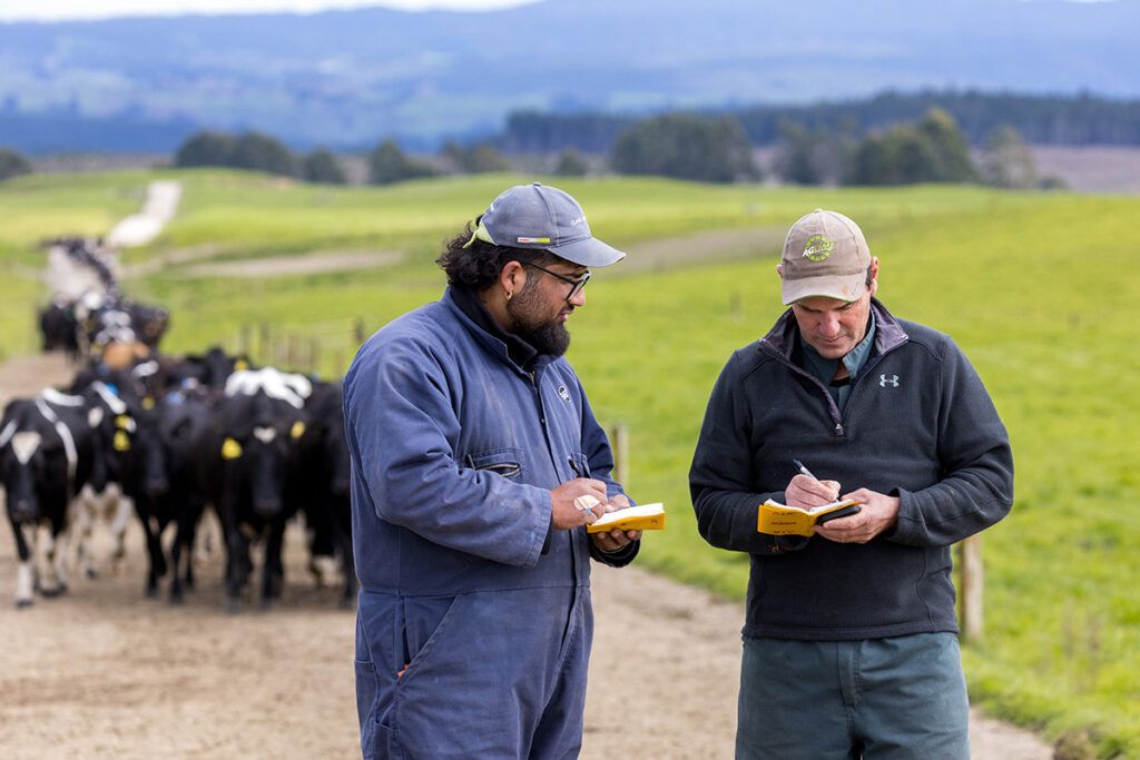 IT grad turns to a career in dairying 6