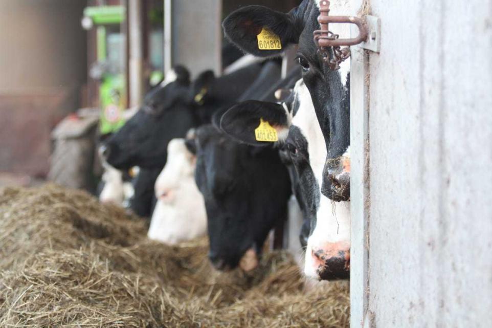 NFU members welcome 'progress' on fairer dairy contracts