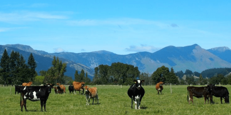 On New Zealand farm, scientists reduce cow burps to save the world