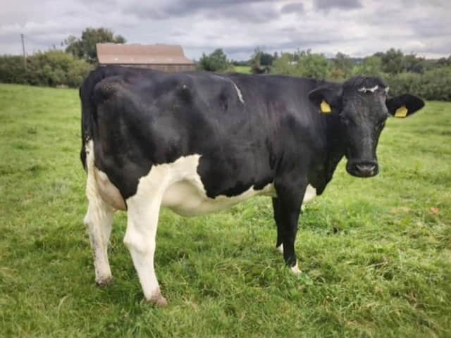 Organic dairy farming on a County Tyrone farm