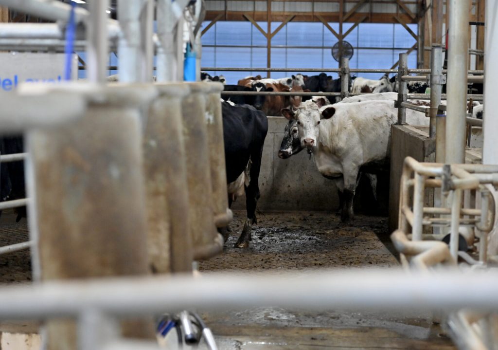 Dairy cattle are herded into the milking parlor during the