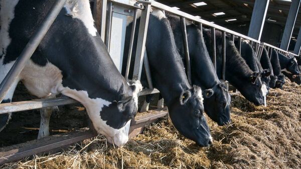 With average income up 30%, it's been a remarkable year for Ireland's dairy farmers
