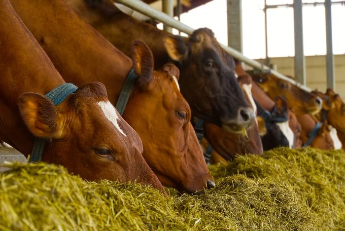 Precision feeding, amino acids improve dairy output