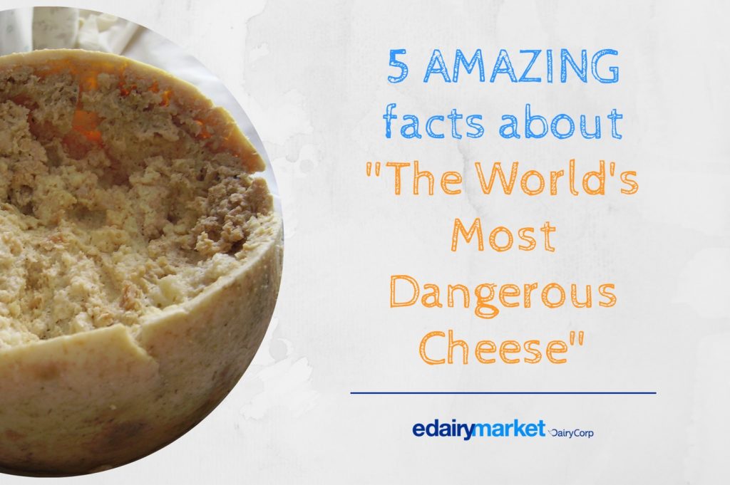 5 AMAZING facts about "The World's Most Dangerous Cheese"