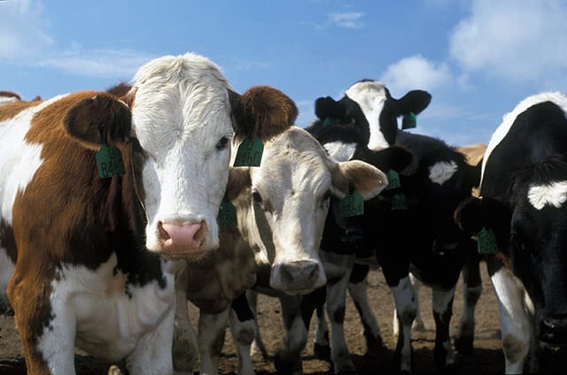 $7.9 million boost for dairy industry