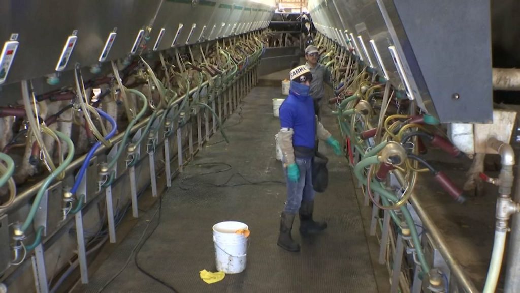 Albion dairy farm using technology to increase efficiency