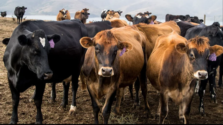 Dairy Farmers Plead For USDA Aid Amid Drought