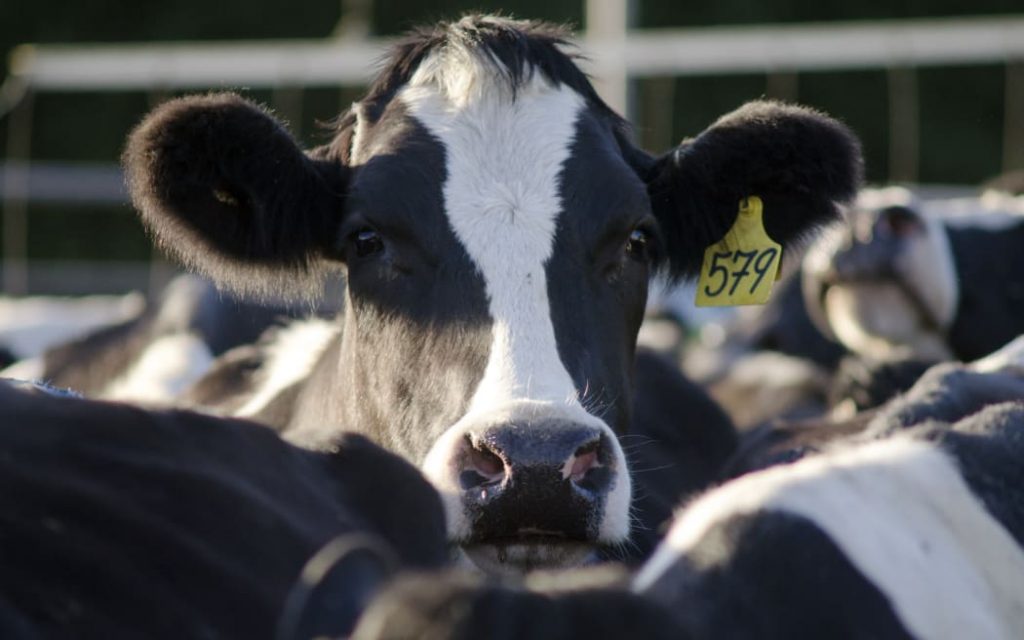 Farming groups unite against government emissions plan