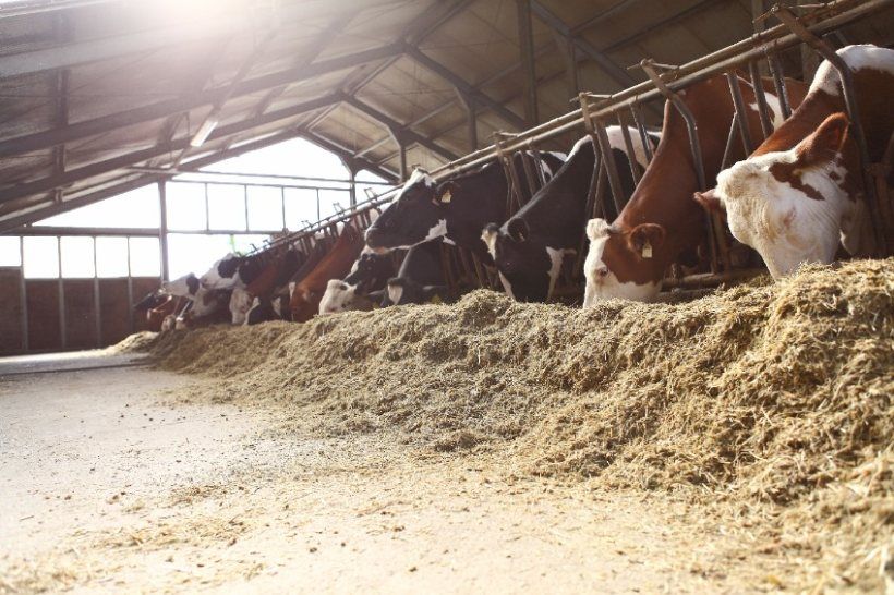 Feed remains largest contributor to dairy production costs