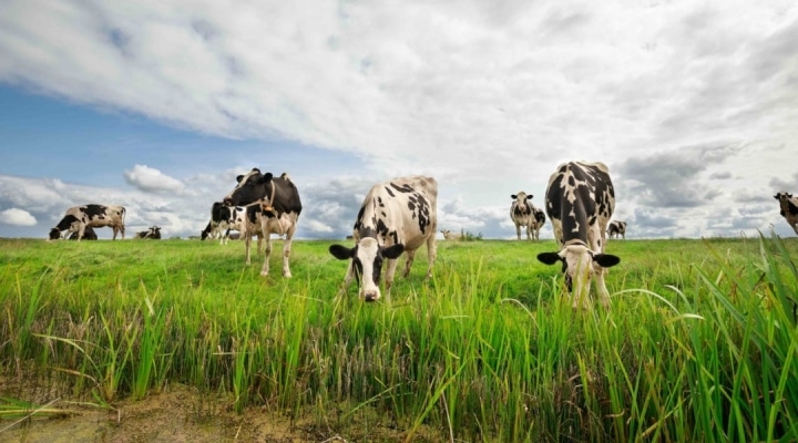 Grass-fed dairy may be key to Northeast sector resilience