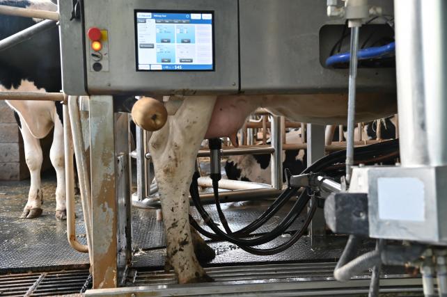 How milking robots have revolutionised Norfolk dairy farm 1