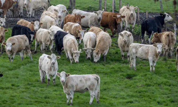 Methane emissions from 15 meat and dairy companies rival those of the EU