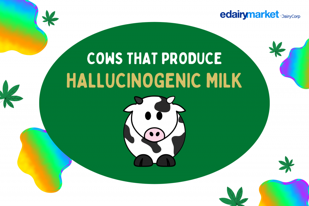 hallucinogenic milk