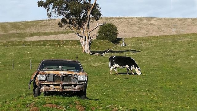 Aussie dairy stocks have felt the squeeze, but are there greener pastures ahead in 2023