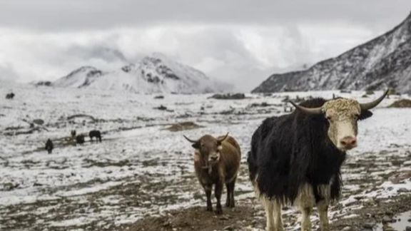 Booming yak industry brings new way of life to herders on plateau