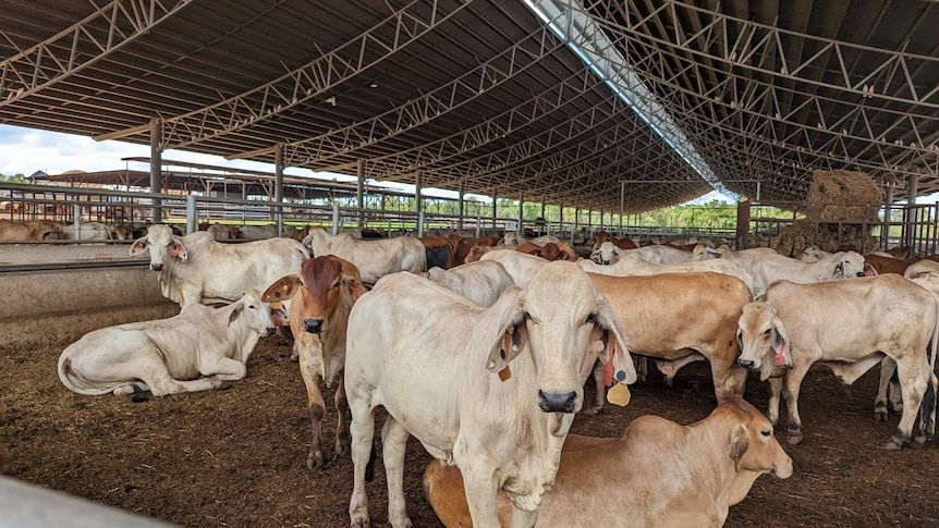 Darwin live export industry ends 'tough' year with numbers, prices down after biosecurity threats