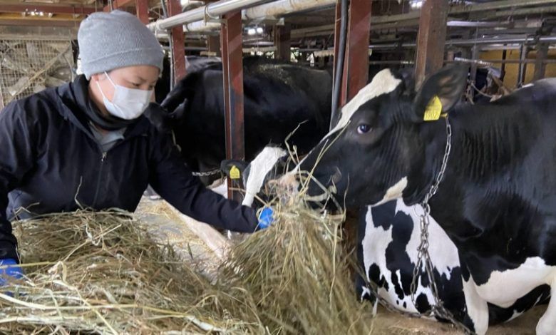 Japan’s dairy farmers squeezed despite retail price hikes as costs soar