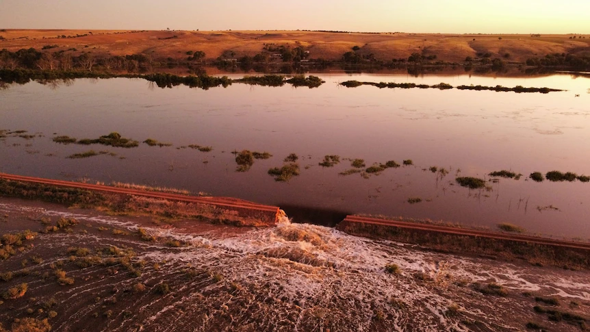 Mypolonga dairy farm 'underwater' as Murray River levee bursts with peak still weeks away