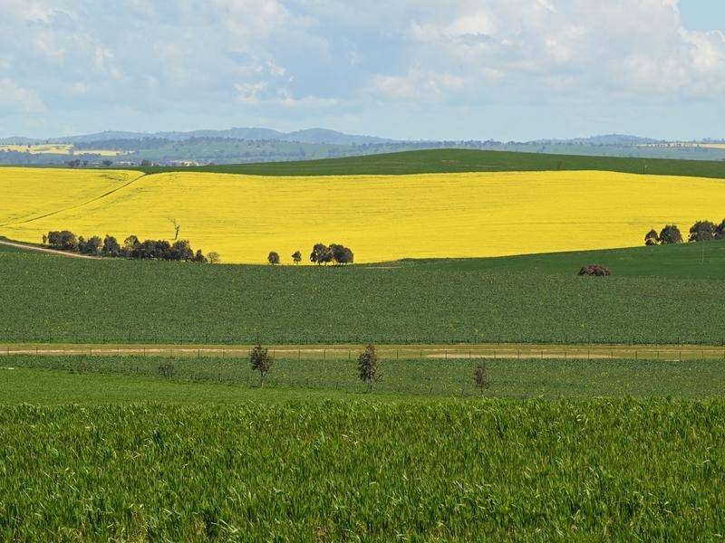 Canola farmers have recorded a 43 per cent increase in production to the year to June (Mick Tsikas/AAP PHOTOS)