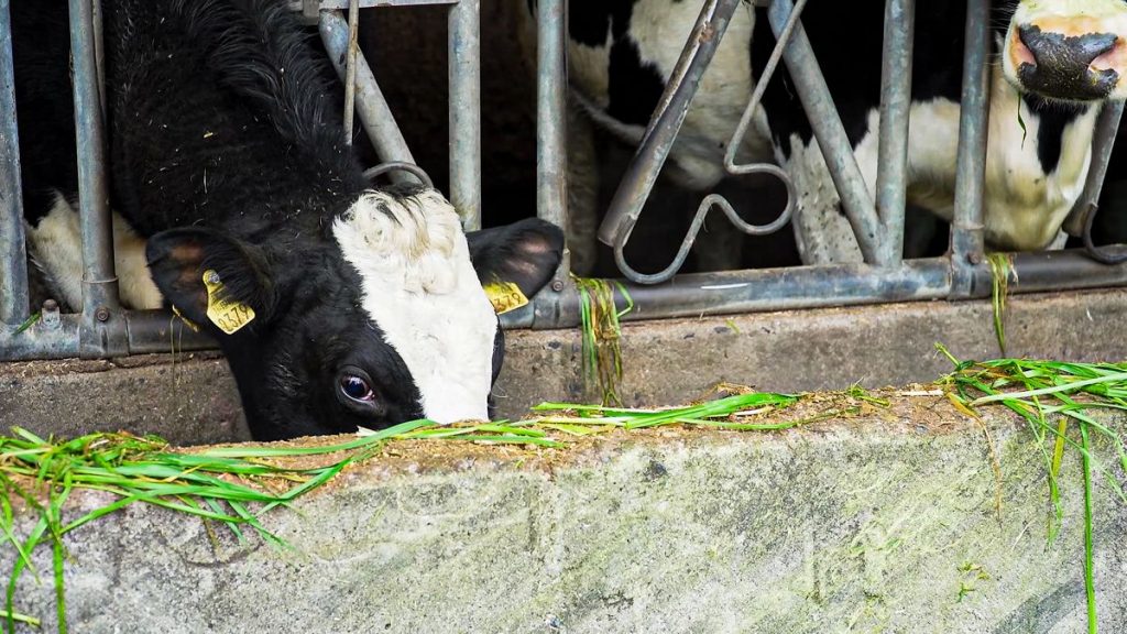 EU dairy farmers call for ‘urgent reforms’ of agri-policy
