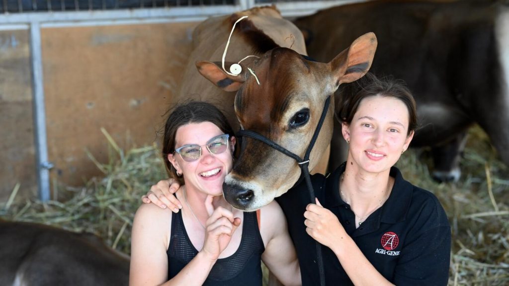 Ready for pampering: This young Jersey, is, by her owner’s admission, spoilt. She is one of the 600 cattle staying at Tatura Park for International Dairy Week. She is pictured with handler Hannah Kuhl from Mt Gambier and owner Dekota Hindmarsh from Cowra, NSW. The heifer is entered in the Jersey competition and the youth show. Photo by Rechelle Zammit