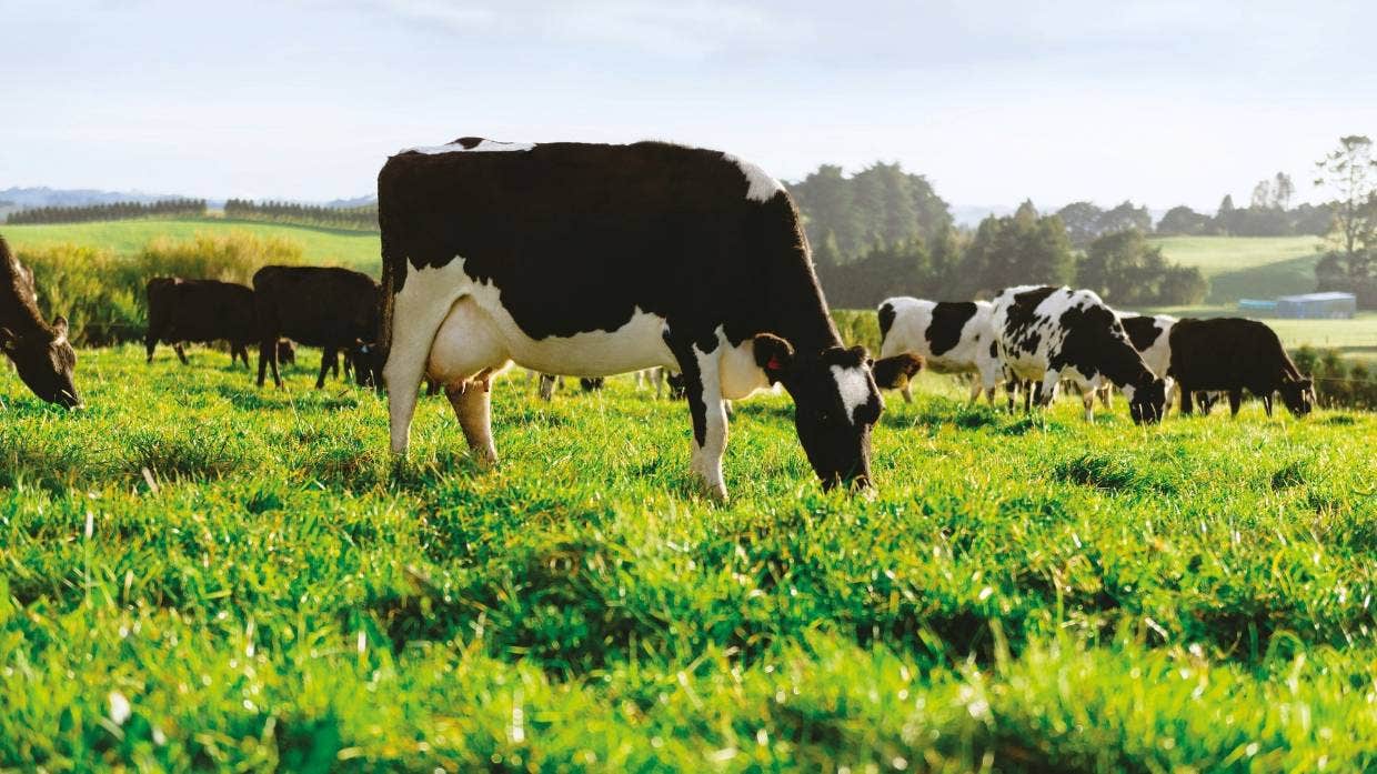 Latest Global Dairy Trade auction drop for farmers