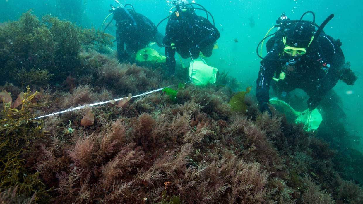 Divers from the University of Otago survey a bed of the methane-busting seaweed asparagopsis at Rakiura Stewart Island.
