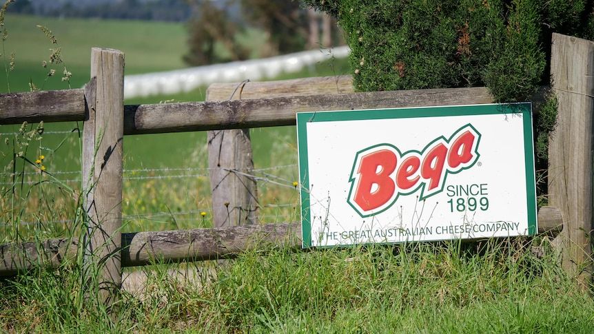 Dairy processor Bega Cheese says it was not expecting such a rapid jump in farmgate milk prices.