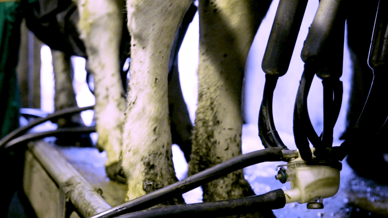 Dairy advice First milk recording for 2023